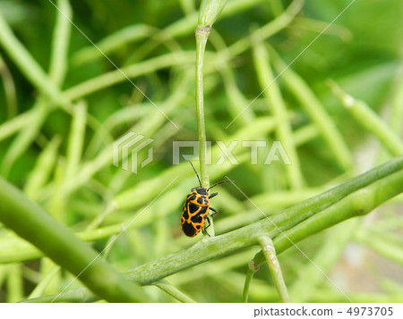 Short-tailed tortoise (Prima Tame) Short-tailed tortoise (Prima Tame) 4973705