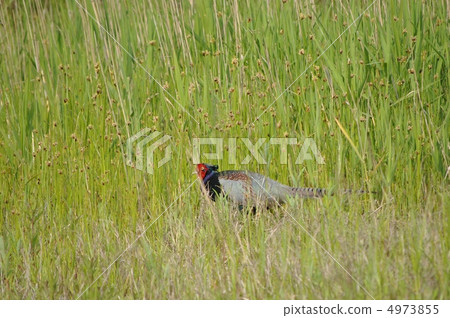 野雞苔蘚 4973855