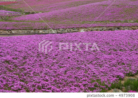 Moss phlox  4973908