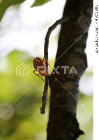Cicada shell Cicada shell 4973993
