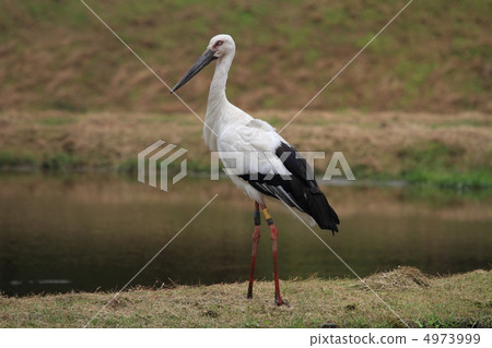 Storks (Location: Toyooka City, Hyogo Prefecture) Storks (Location: Toyooka City, Hyogo Prefecture) 4973999
