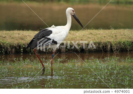 Storks（地點：兵庫縣豐岡市） 4974001