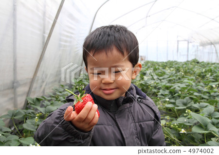 嬰兒狩獵草莓 4974002