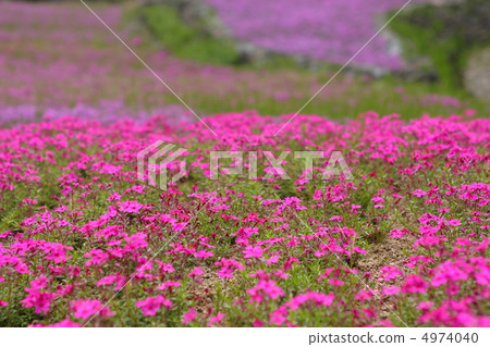 Pink slurping cherry blossoms Pink slurping cherry blossoms 4974040