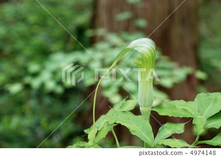 Aote Ten Nish Show 4974148