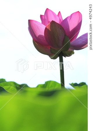 蓮花4 4974243