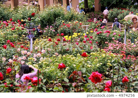 Rose Garden 1 Rose Garden 1 4974256