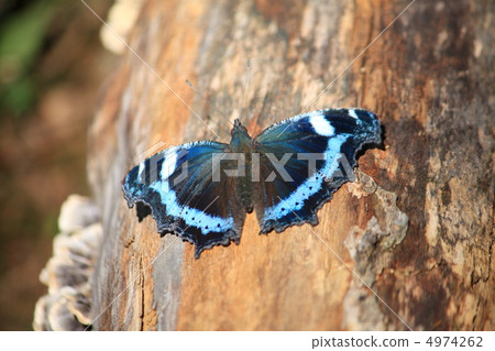 Ruritateja Ruritateja 4974262