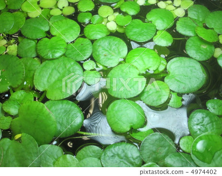 Amazon Frogbit Amazon Frogbit 4974402
