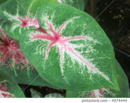 Leaf of cadaver 4974444
