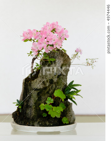 Tsuki no Bonsai 4974446