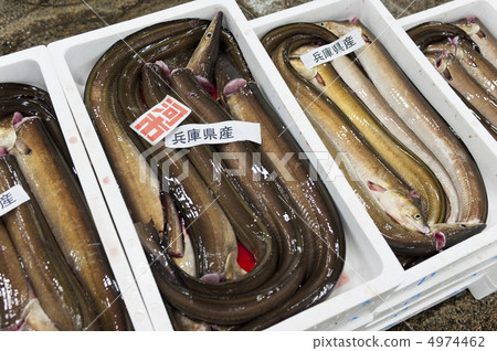 章魚 4974462