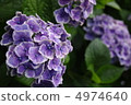 繡球 4974640