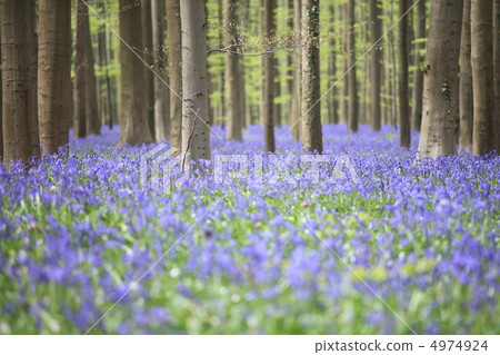 Blue Bell Forest 4974924