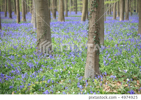 Blue Bell Forest 4974925