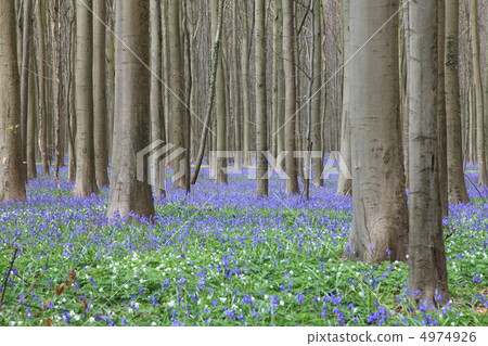 Blue Bell Forest 4974926