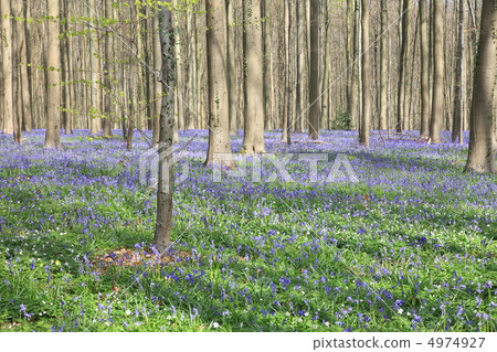 Blue Bell Forest 4974927