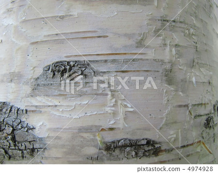 White birch tree 4974928