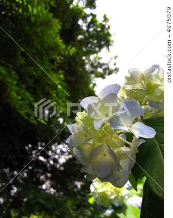 Small hydrangeas in green 4975079