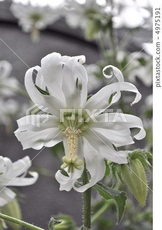 Mishowaxia·Campanuloid 4975191