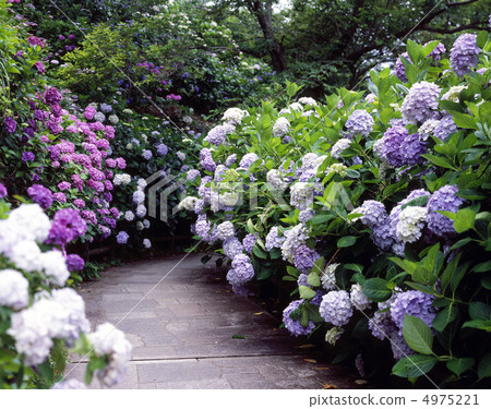 Hydrangea in Shimoda Park Hydrangea in Shimoda Park 4975221