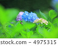 繡球 4975315