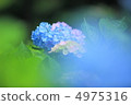 繡球 4975316