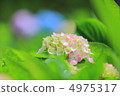 繡球 4975317