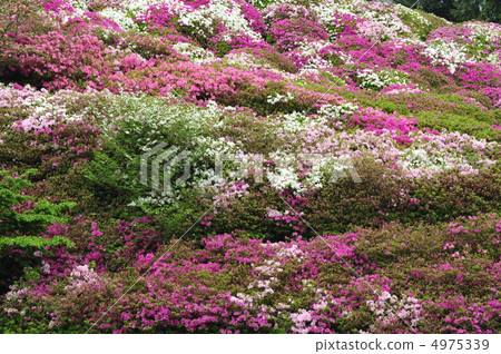 Azalea at Mimurotoji Temple in Kyoto Azalea at Mimurotoji Temple in Kyoto 4975339