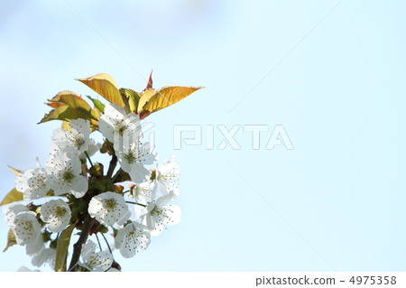Cherry blossoms up flower left Cherry blossoms up flower left 4975358