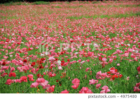罌粟 罌粟 4975480