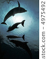 Dolphin silhouette 4975492
