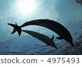 Dolphin Silvert 4975493