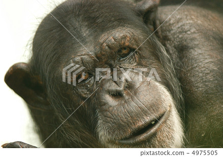 Chimpanzee 4975505