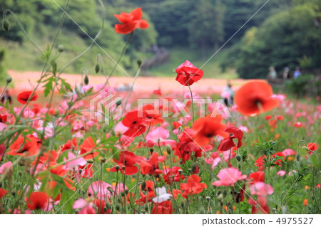 花國 花國 4975527