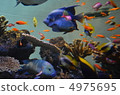 Tropical fish 4975695