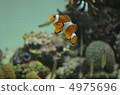 Clown anemonefish 4975696