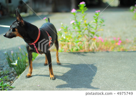 Miniature Pinscher Black Tang Walk Dog Mini Pin Black Dog Miniature Pinscher Black Tang Walk Dog Mini Pin Black Dog 4975749