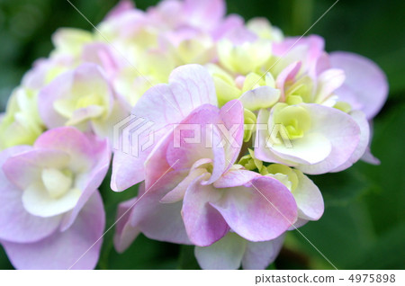 Yamazei (Juunihito: Twelve) Yamazei (Juunihito: Twelve) 4975898