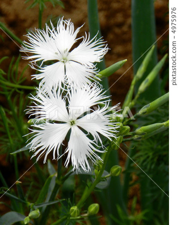 Kawarana Dessico (Kawahara Sakiko) 4975976