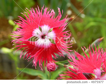 Kawarana Dessico（川原Sak子） 4975977