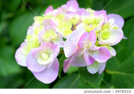 Yamazei（Juunihito：十二） 4976010