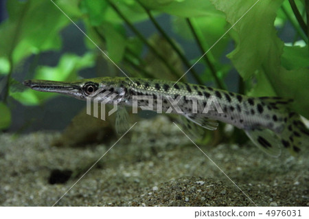 鱷魚皮 鱷魚皮 4976031
