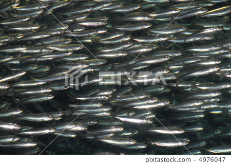 Sardine Sardine 4976047