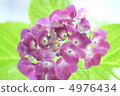繡球 4976434