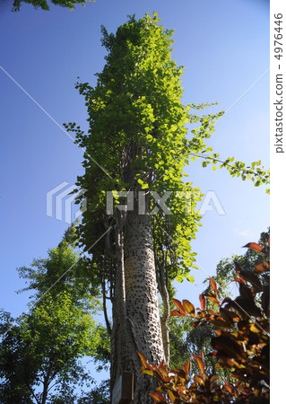 poplar poplar 4976446