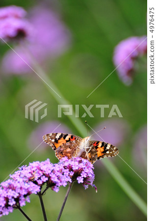 Verbena Bonari Ensis and Shark's Beauty 4976475