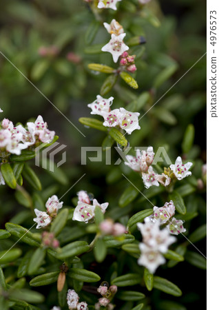 山月桂procumbens的 4976573