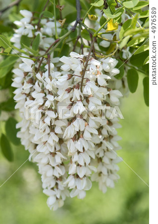 假金合歡 假金合歡 4976589