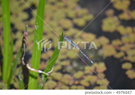 Dragonfly Dragonfly 4976887